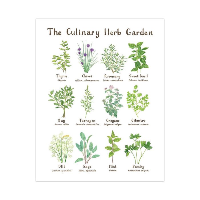 11" x 14" Culinary Herb Garden Botanical Art Print