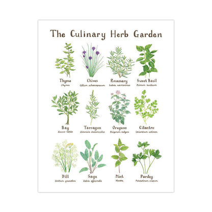 11" x 14" Culinary Herb Garden Botanical Art Print