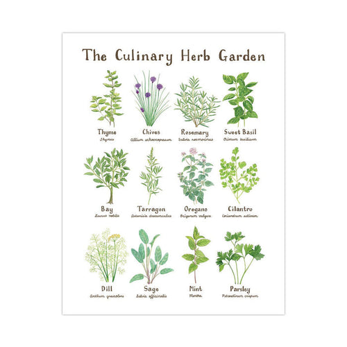 11" x 14" Culinary Herb Garden Botanical Art Print