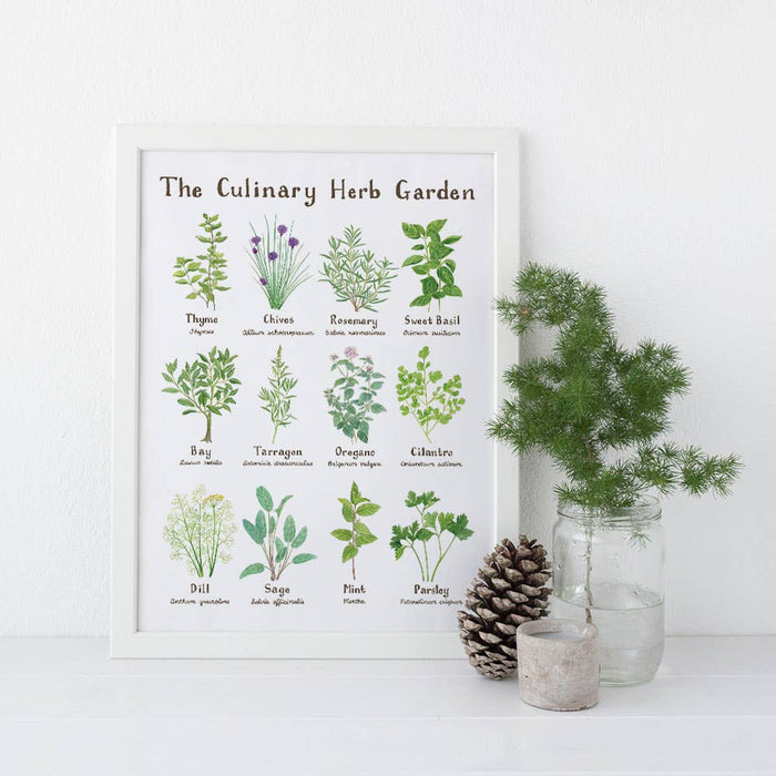 11" x 14" Culinary Herb Garden Botanical Art Print