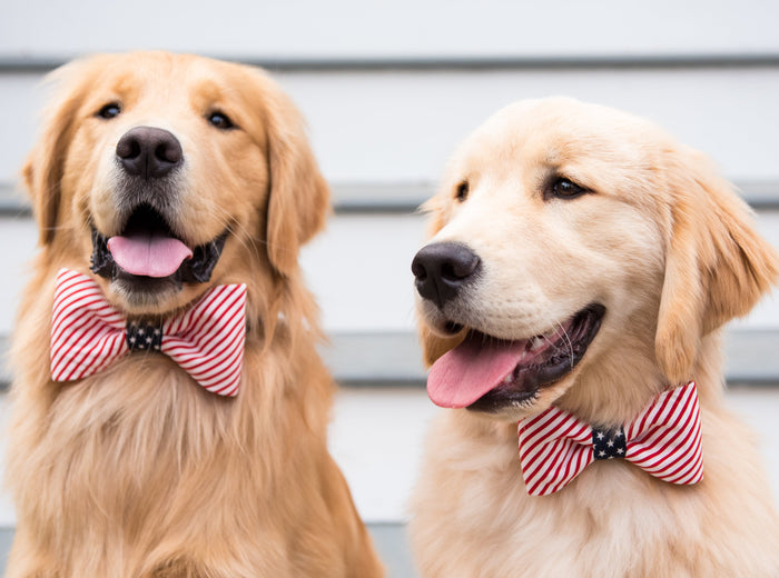 Pair of happy Golden Retrievers posing on stairs in matching patriotic bow ties. The bow ties have red stripes with a navy blue and white star-spangled center, giving the dogs a festive, Fourth of July-inspired look.